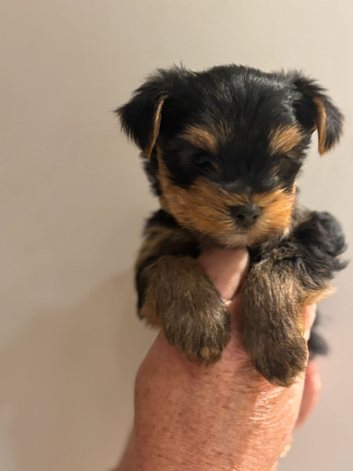 Herlige Yorkshire terrier valper 3 gutter og en søt jente:-)