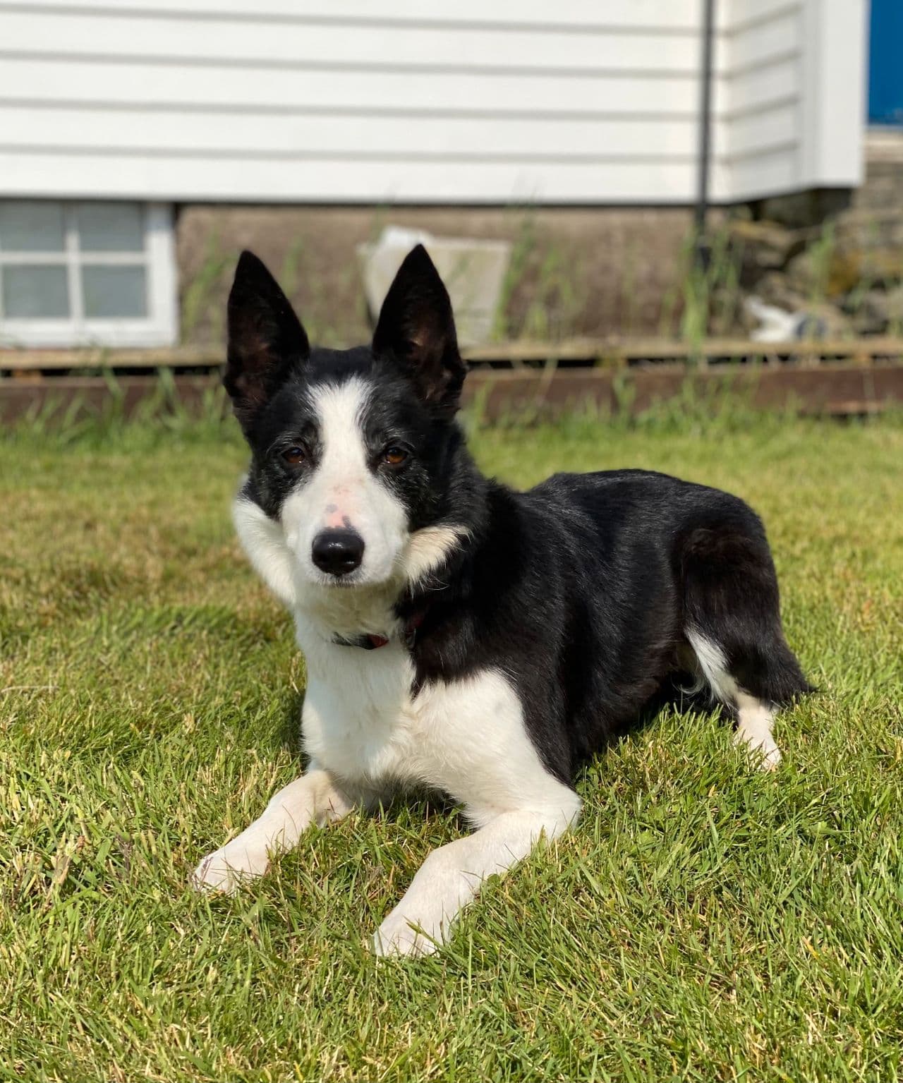 Gjeterhund prosjekt, Border Collie tispe 5 år