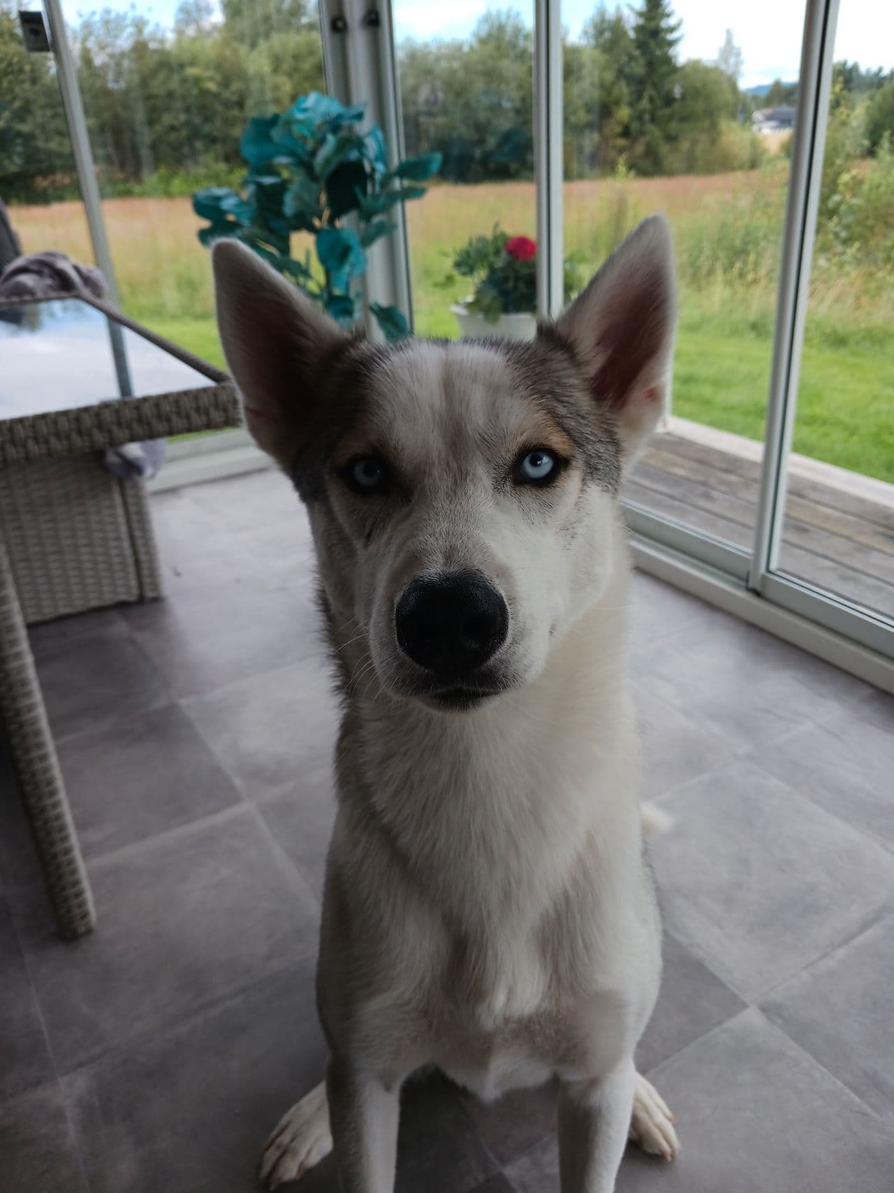 Siberian Husky omplasserers til rett hjem.