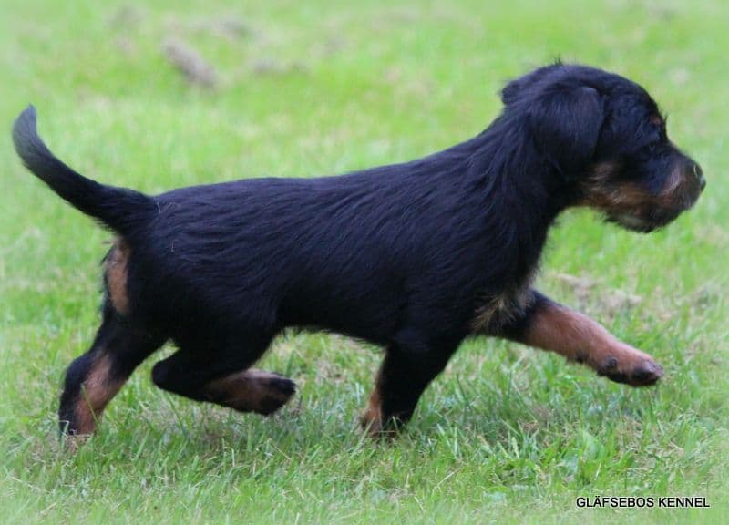 tysk jakterrier valp,tispe