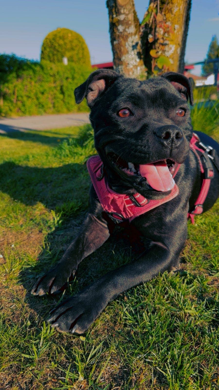 1 år- Staffordshire bull terrier