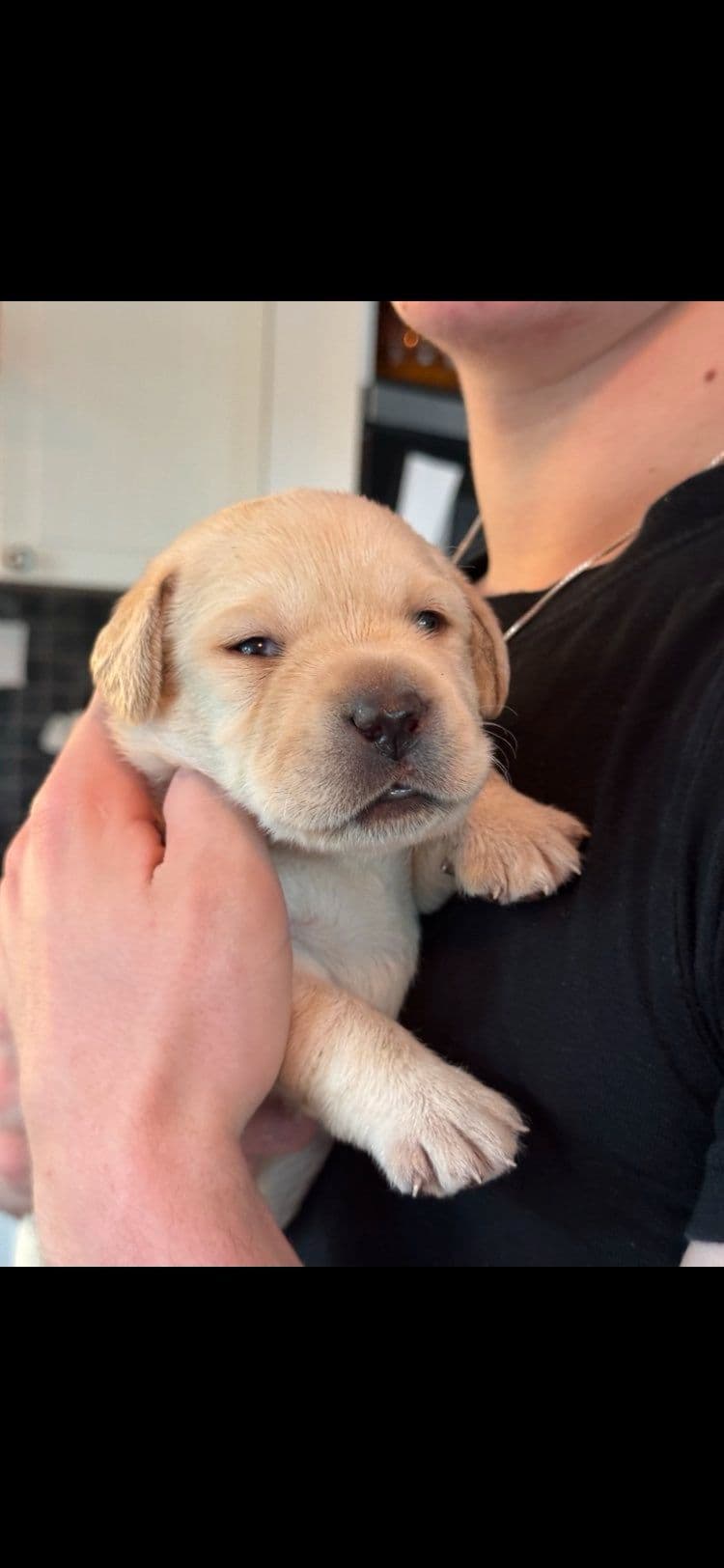 Labrador retriever valper
