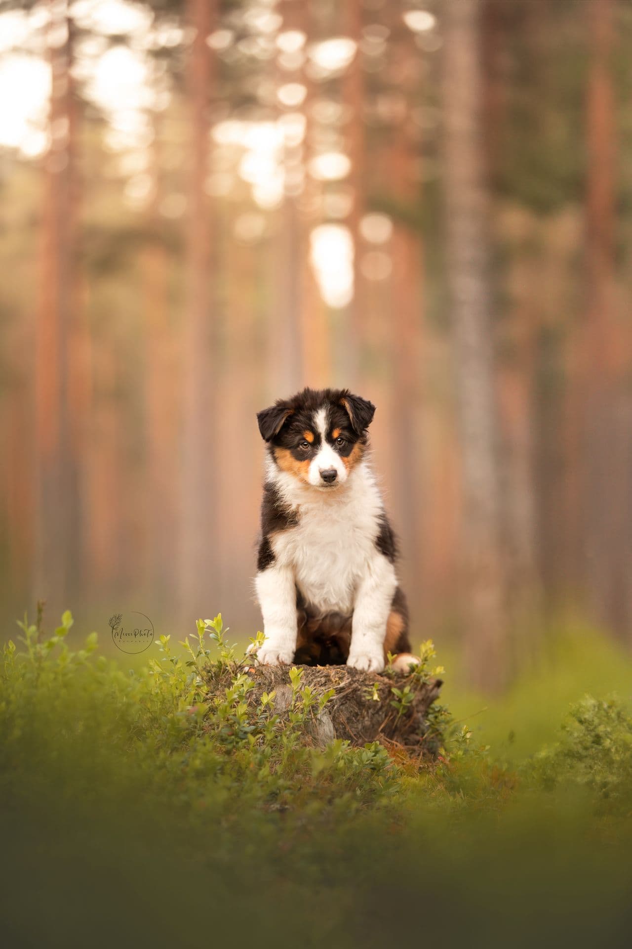 Australian Shepherd valper til salgs!