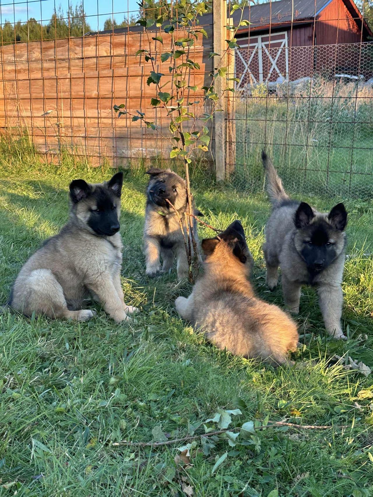 Belgisk fårehund Tervuerenvalper