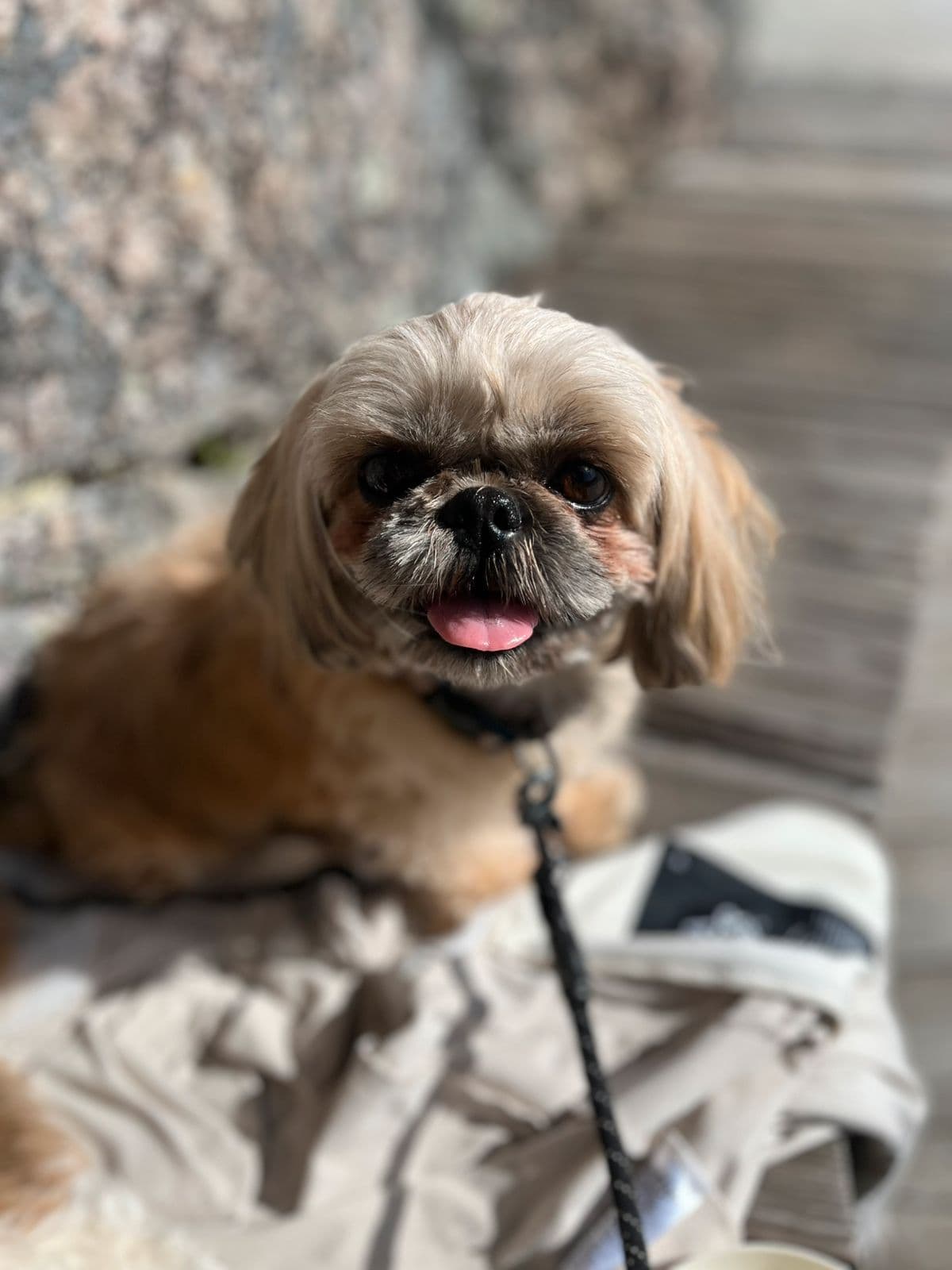 Shih tzu valper ventes! 🐶