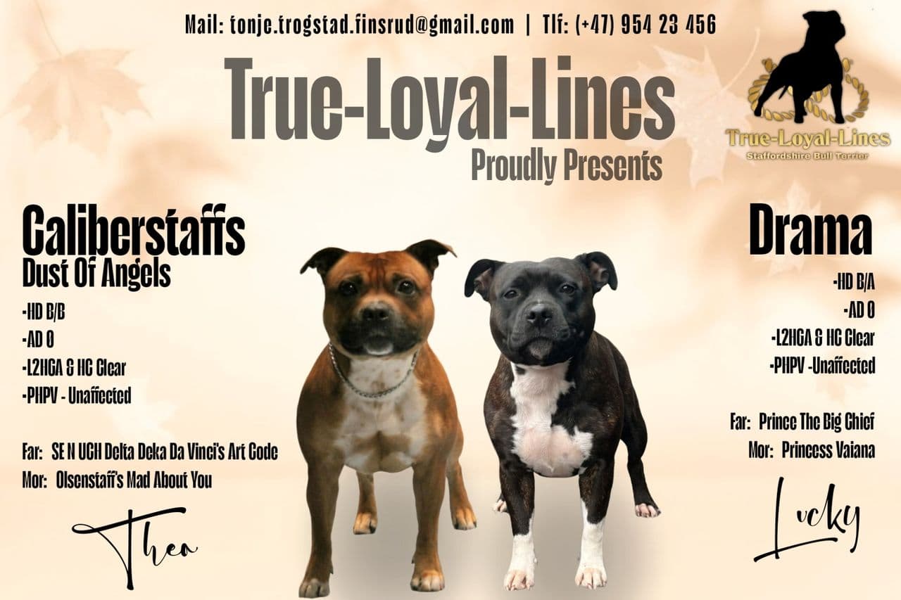 Staffordshire Bull Terrier valper ventes.