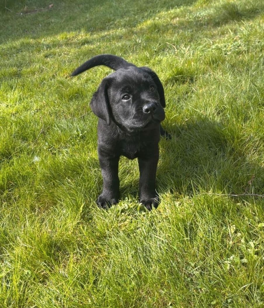 Labrador retriever valper ventes