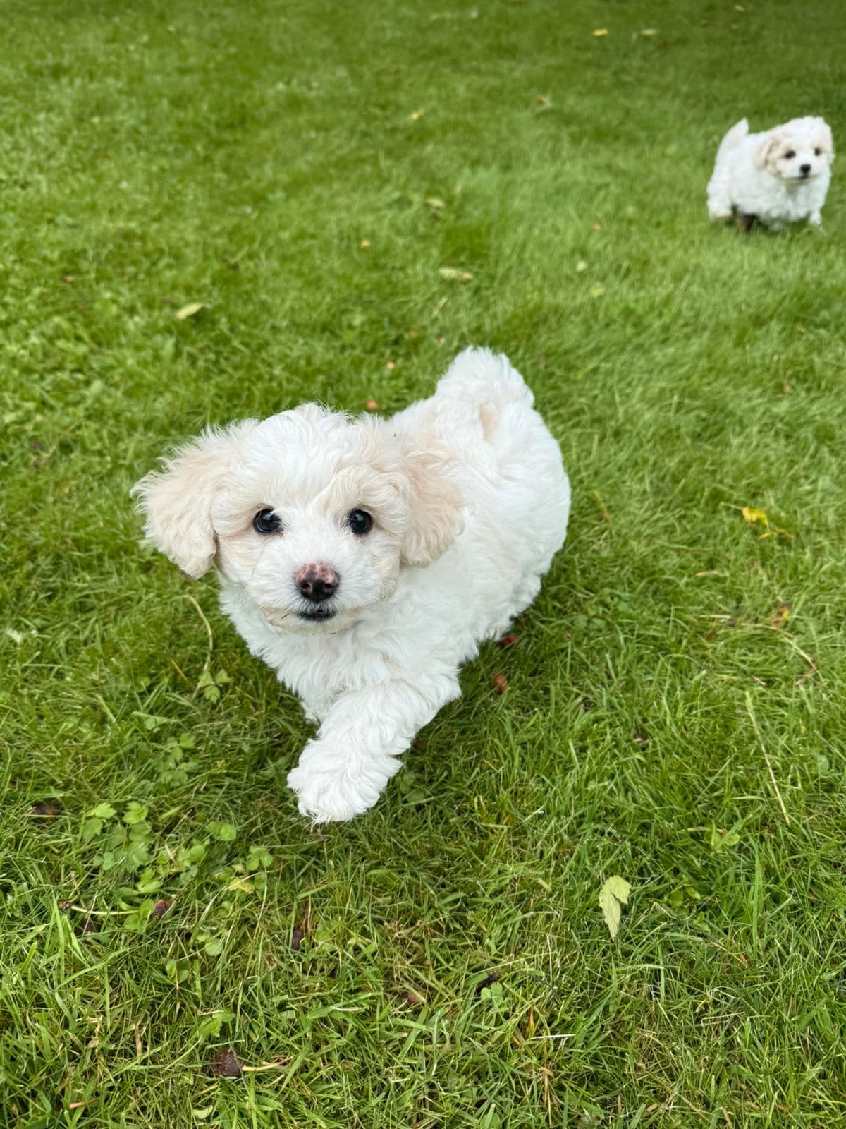 NKK registrerte Bichon frise valper