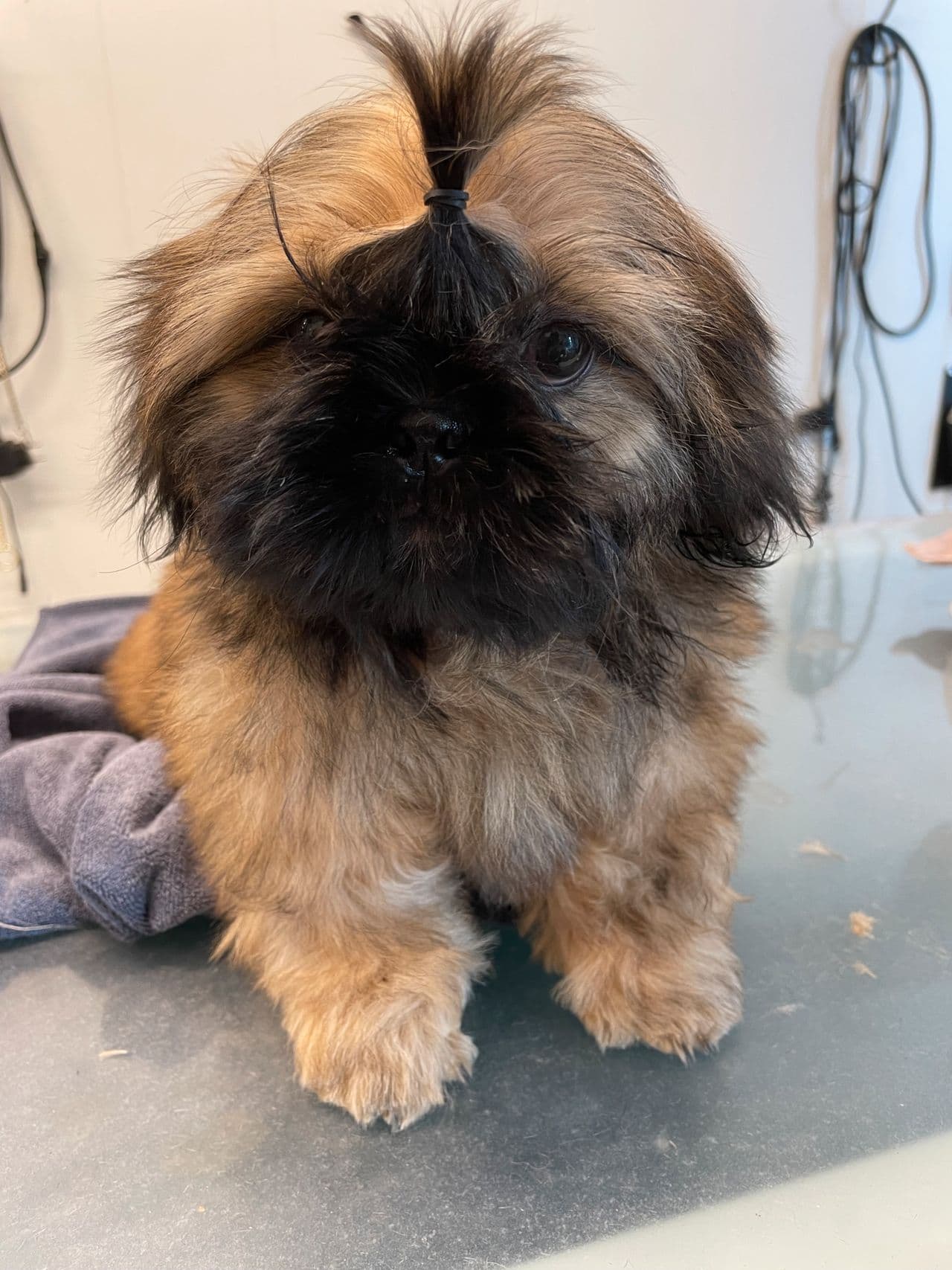 Shih tzu valp til salgs