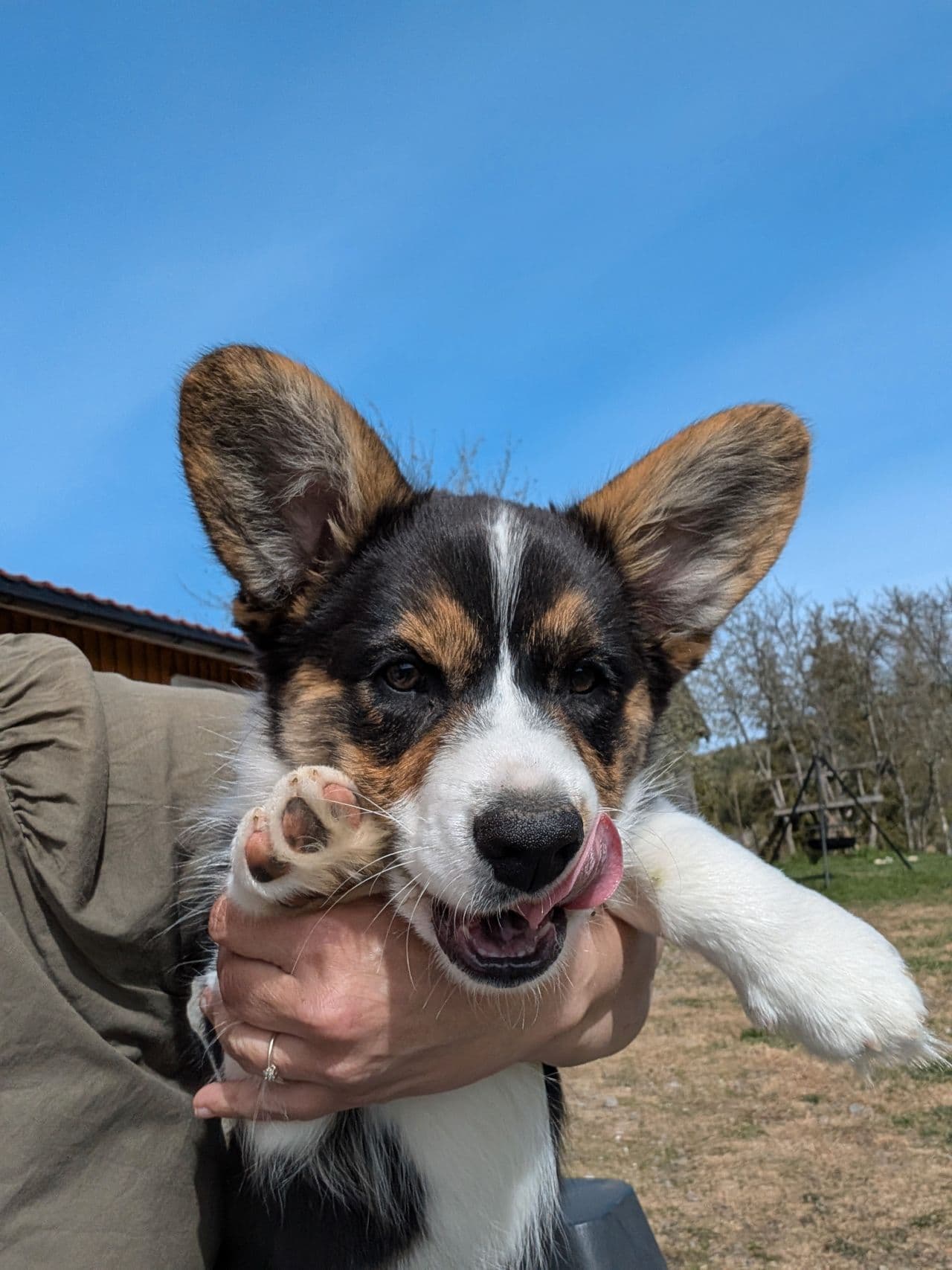 Herlig Welsh Corgi Cardigan gutt klar for nytt hjem ❤️