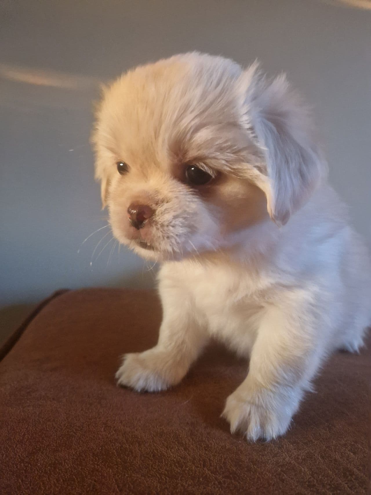 Nydelige Tibetanske spaniel valper.