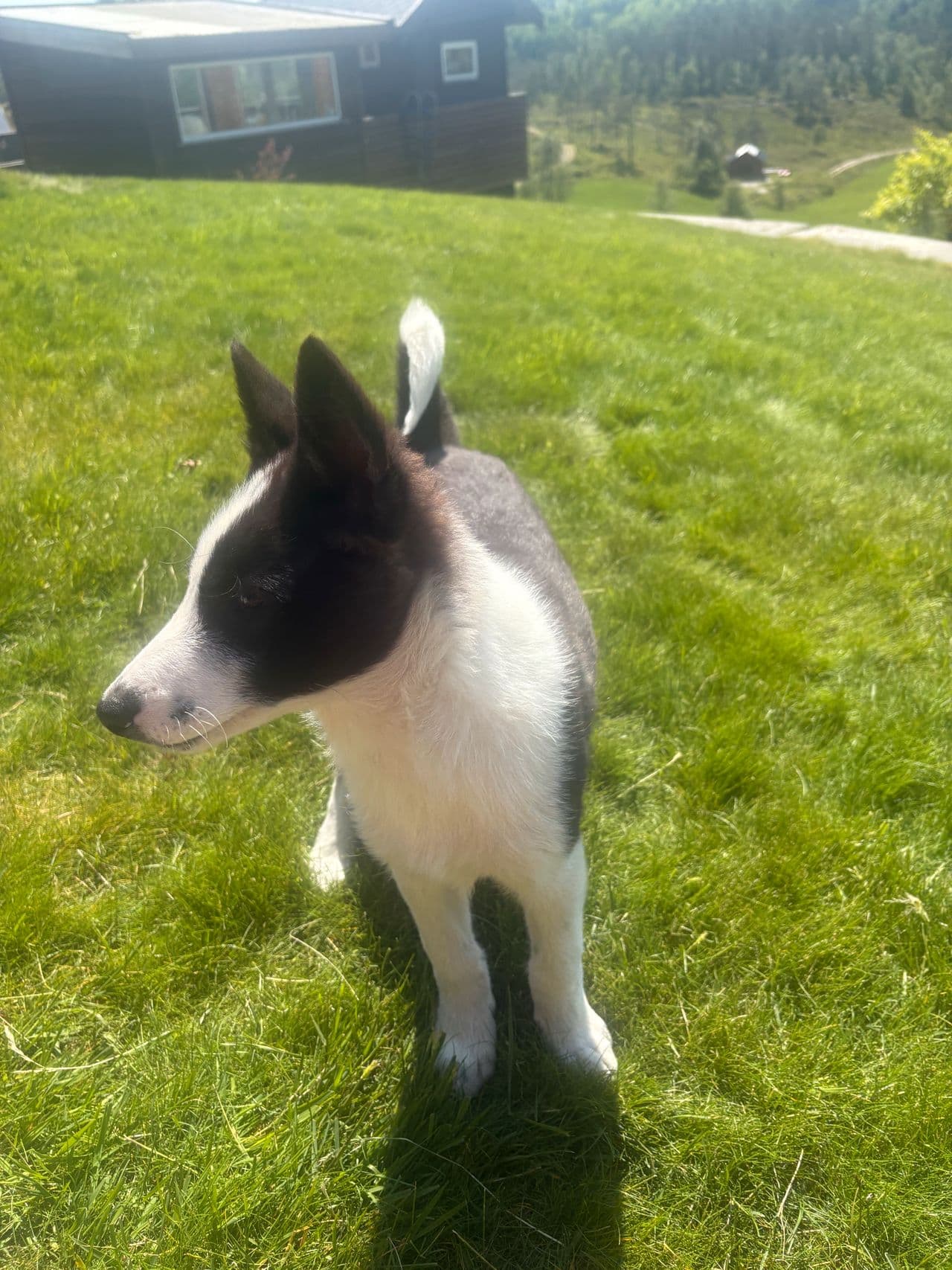 Øs laika elghund spisshund elgjakt
