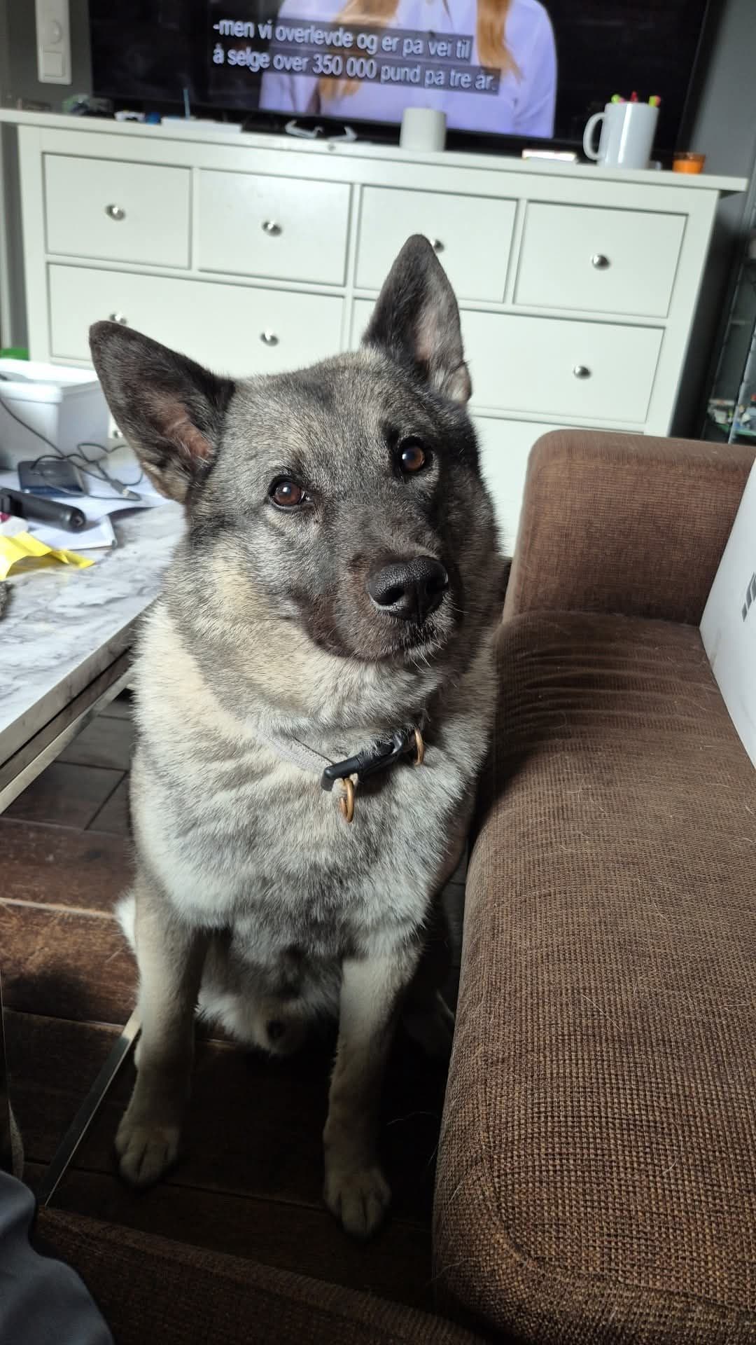 🐾 Norsk Elghund Grå – Rambo (født 30.12.2020) søker nytt, kjærlig hjem 🐾