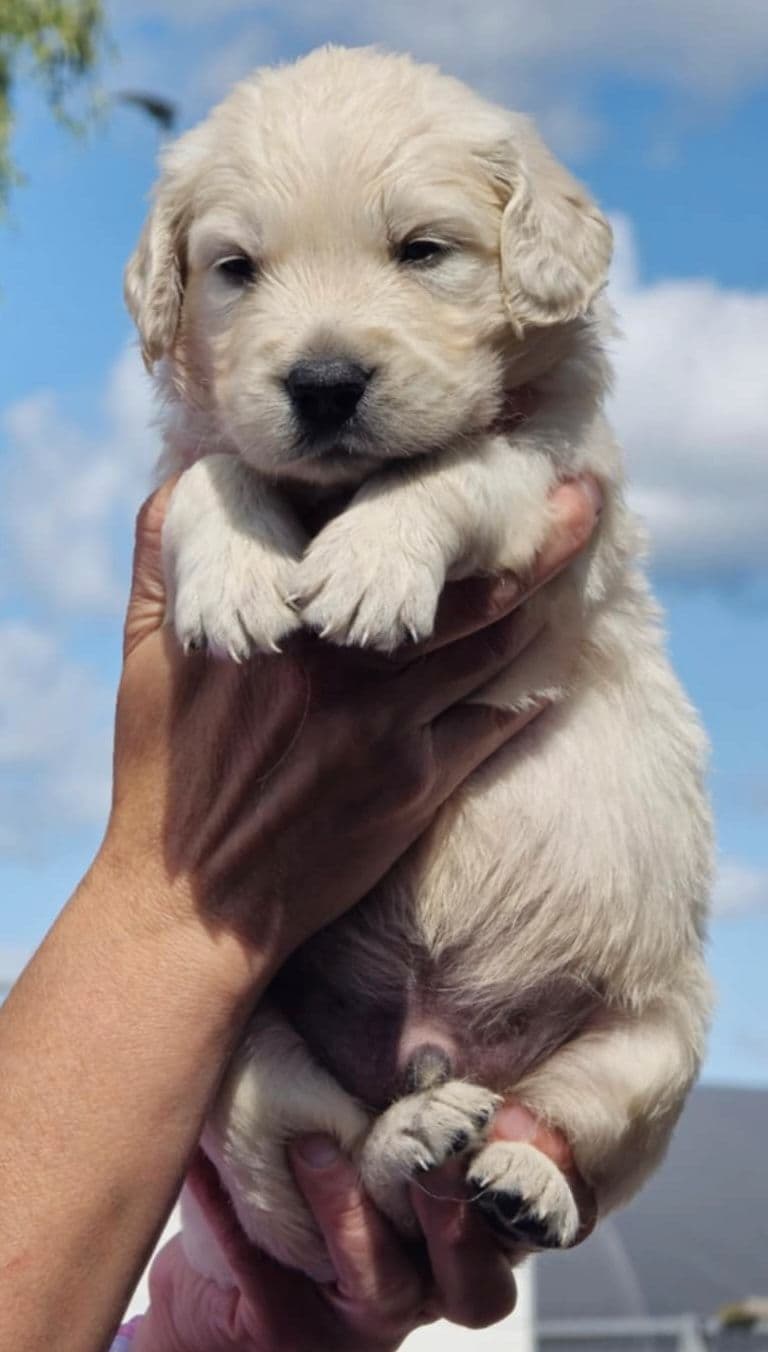 Golden retriever valper