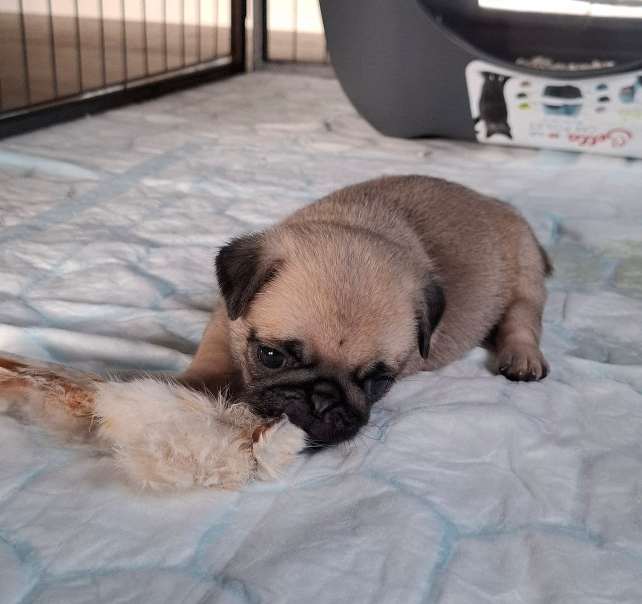 Mops valper selges