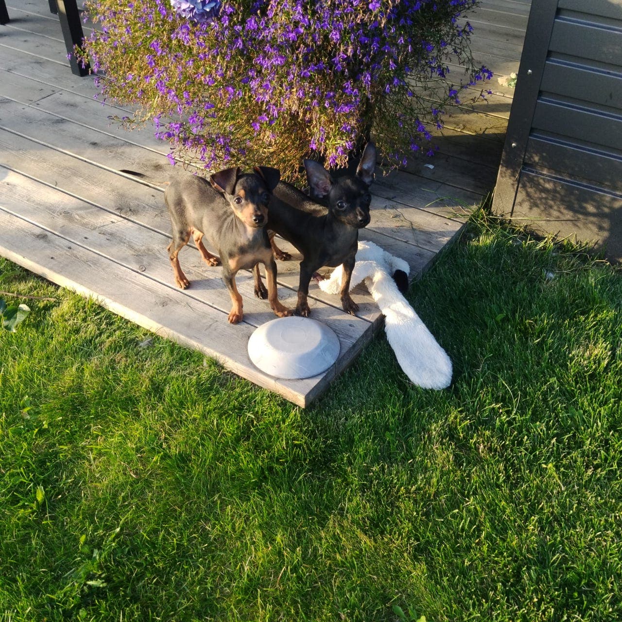 Prazsky Krysarik/Tsjekkisk Rottehund