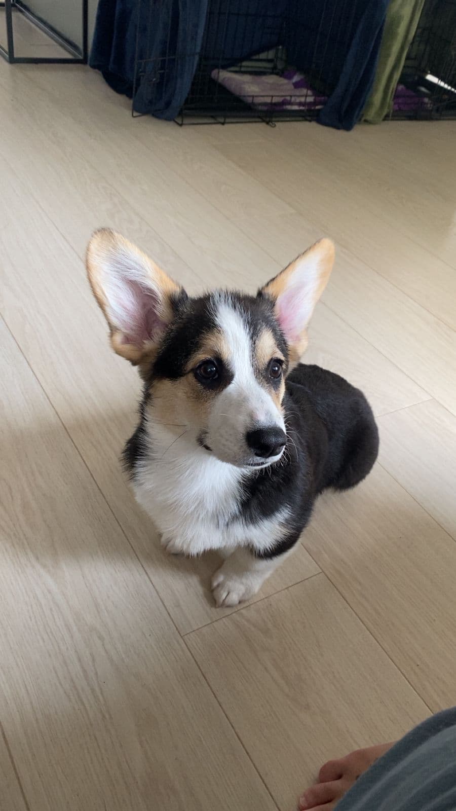 Welsh corgi pembroke - hannvalp til salgs