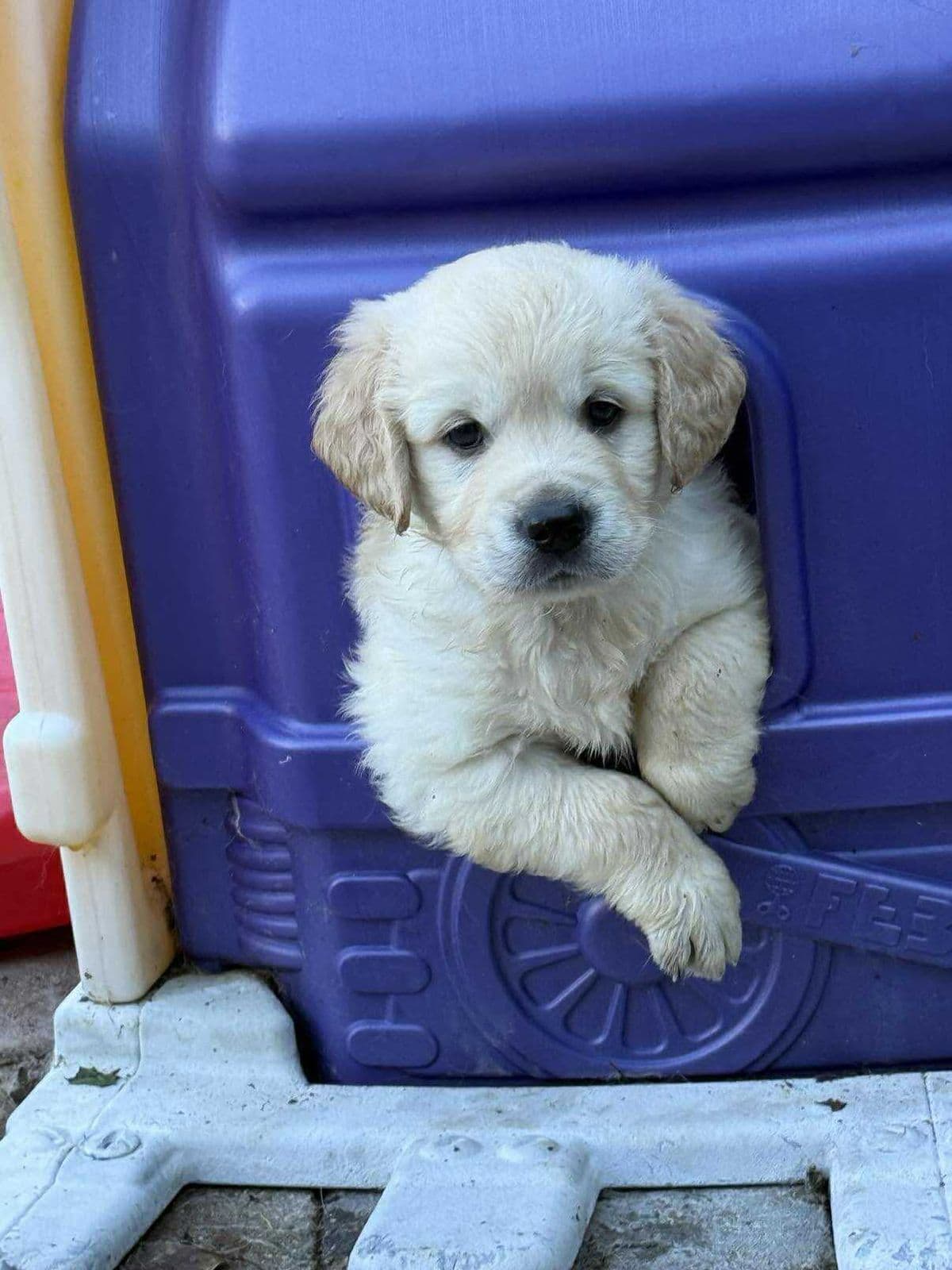 Golden Retriever Valper til salgs