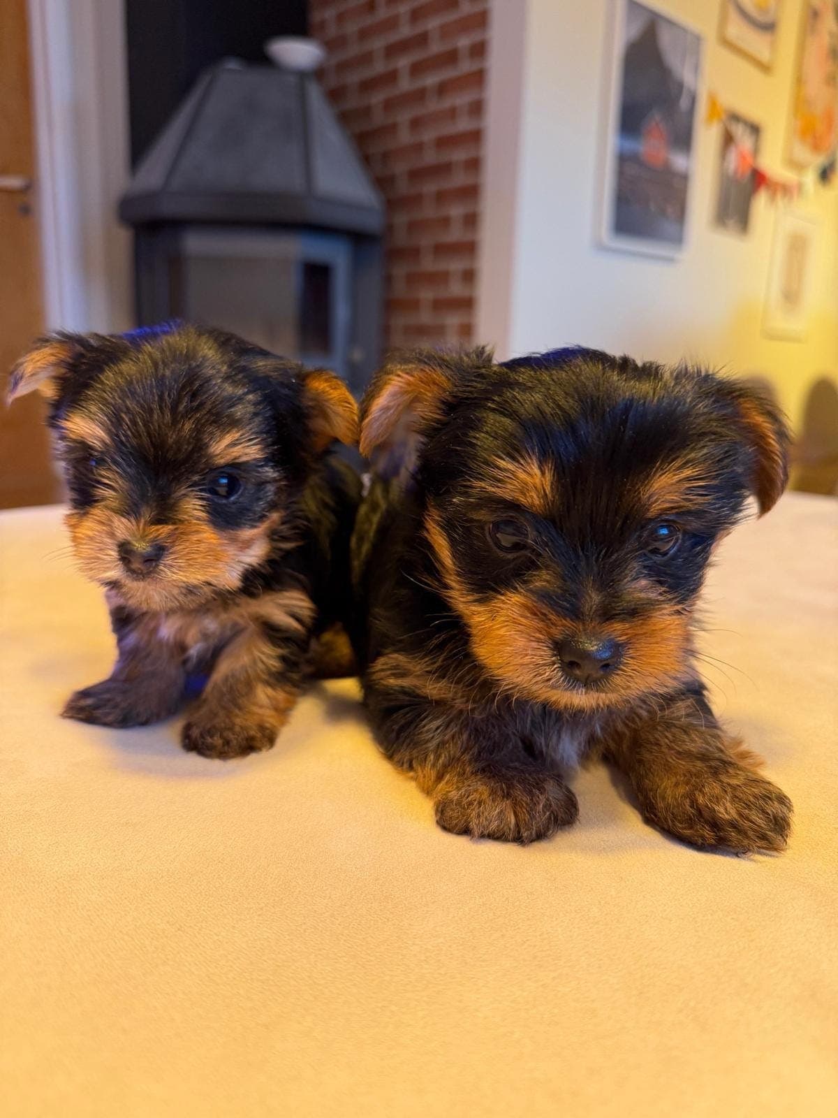 Yorkshire terrier valper selges
