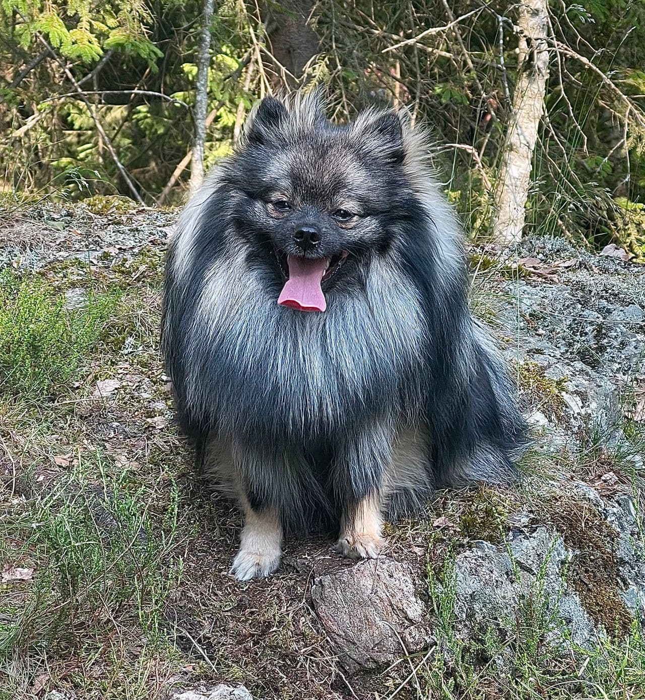 Simba søker nytt hjem