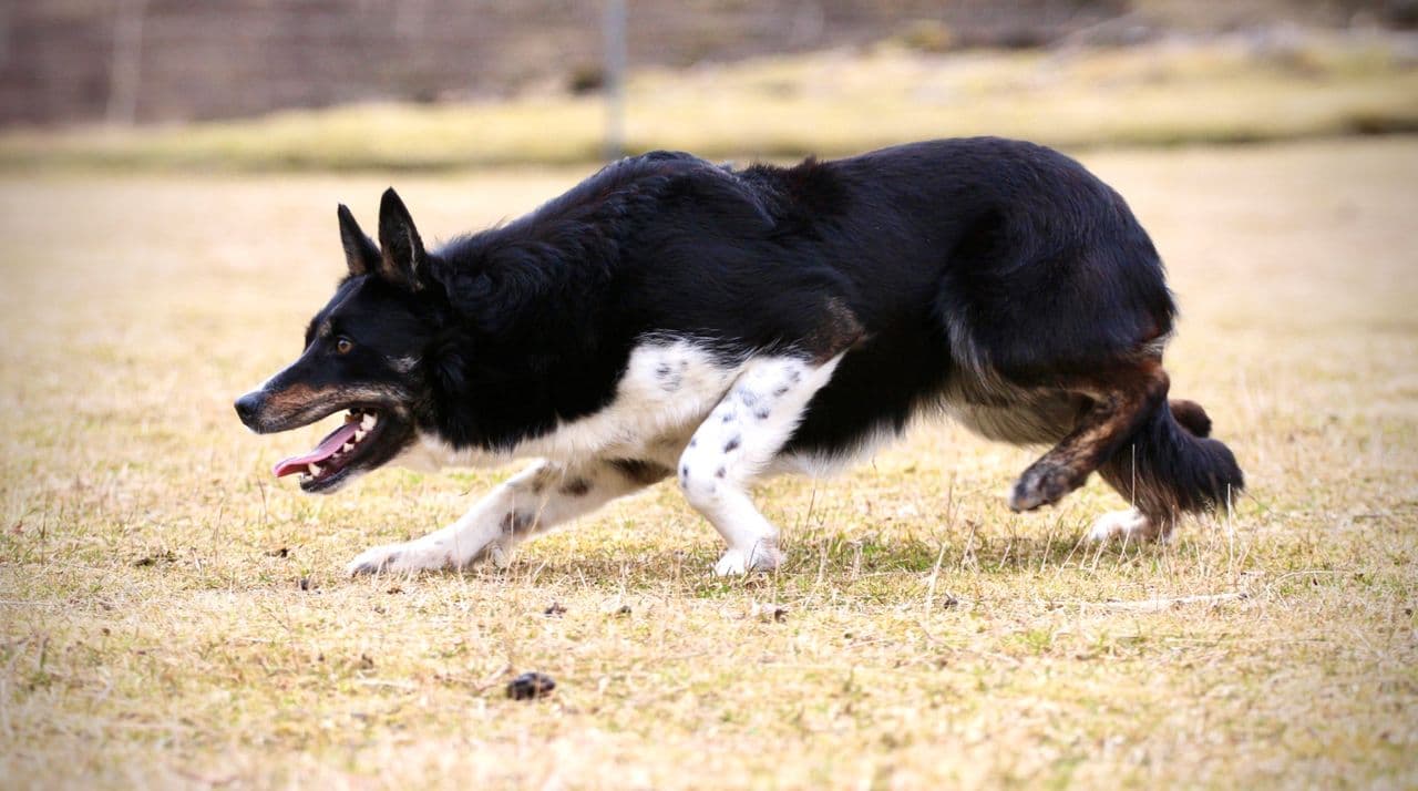 Border Collie valper etter gode gjeterhundlinjer
