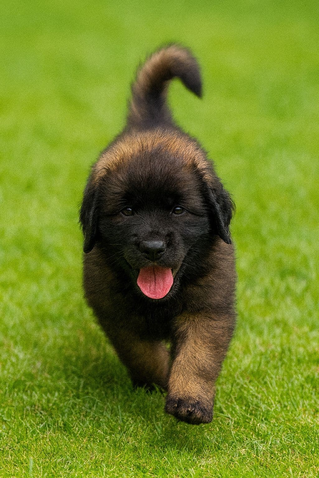 🐾 Leonberger-valper søker trygge og kjærlige hjem