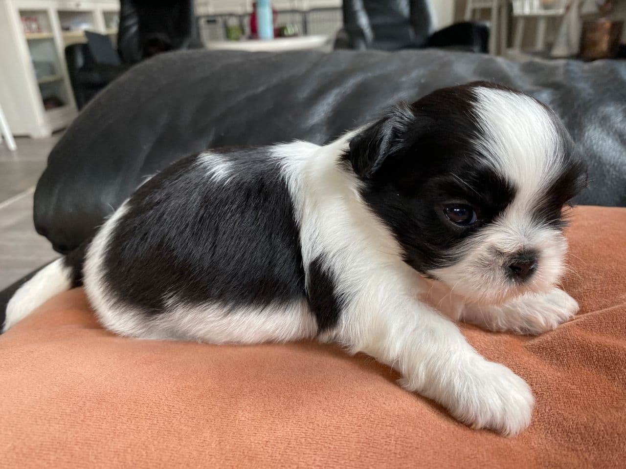 Shih tzu valper