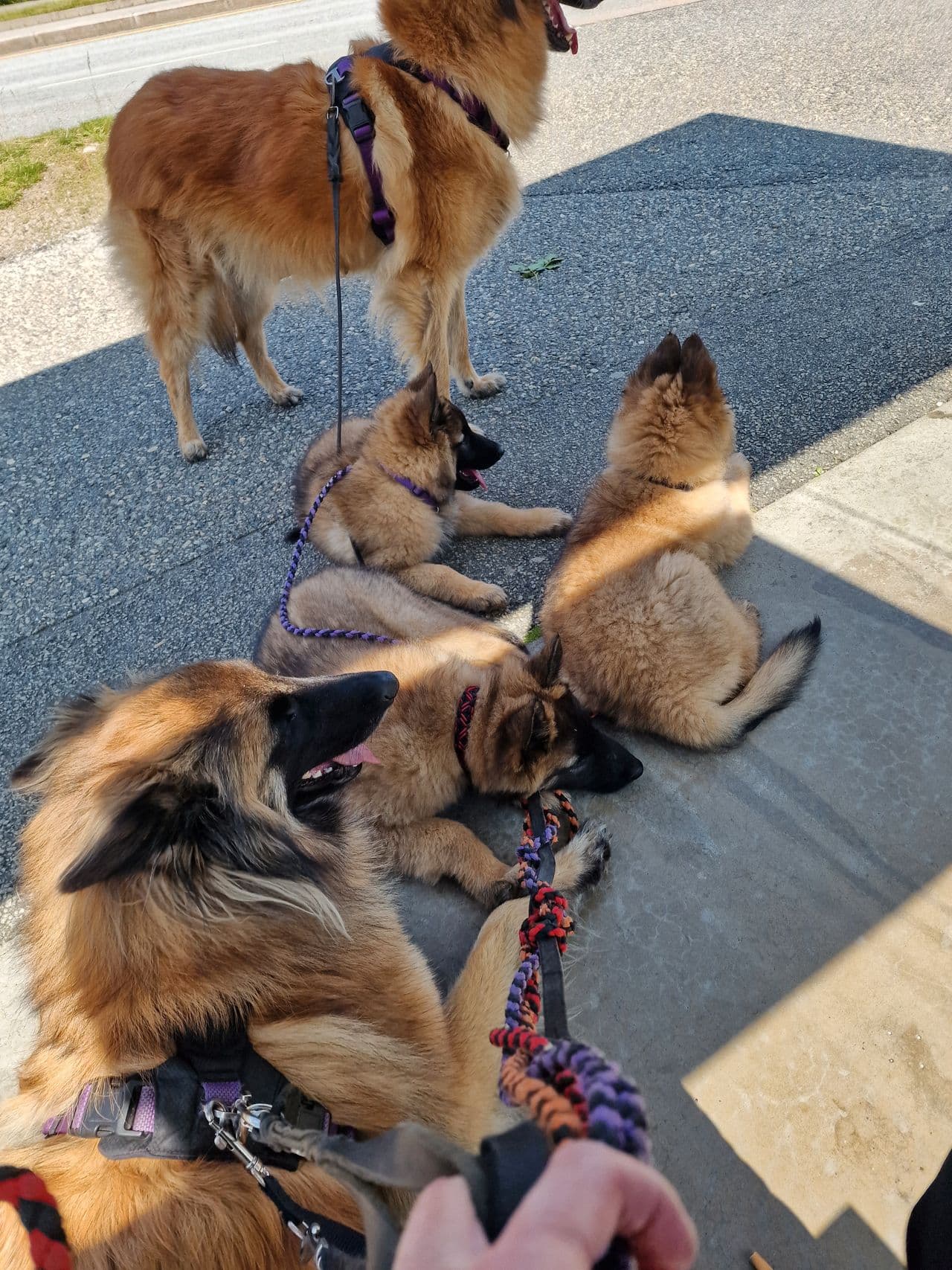 Nkk registrert belgiske fårehund tervueren