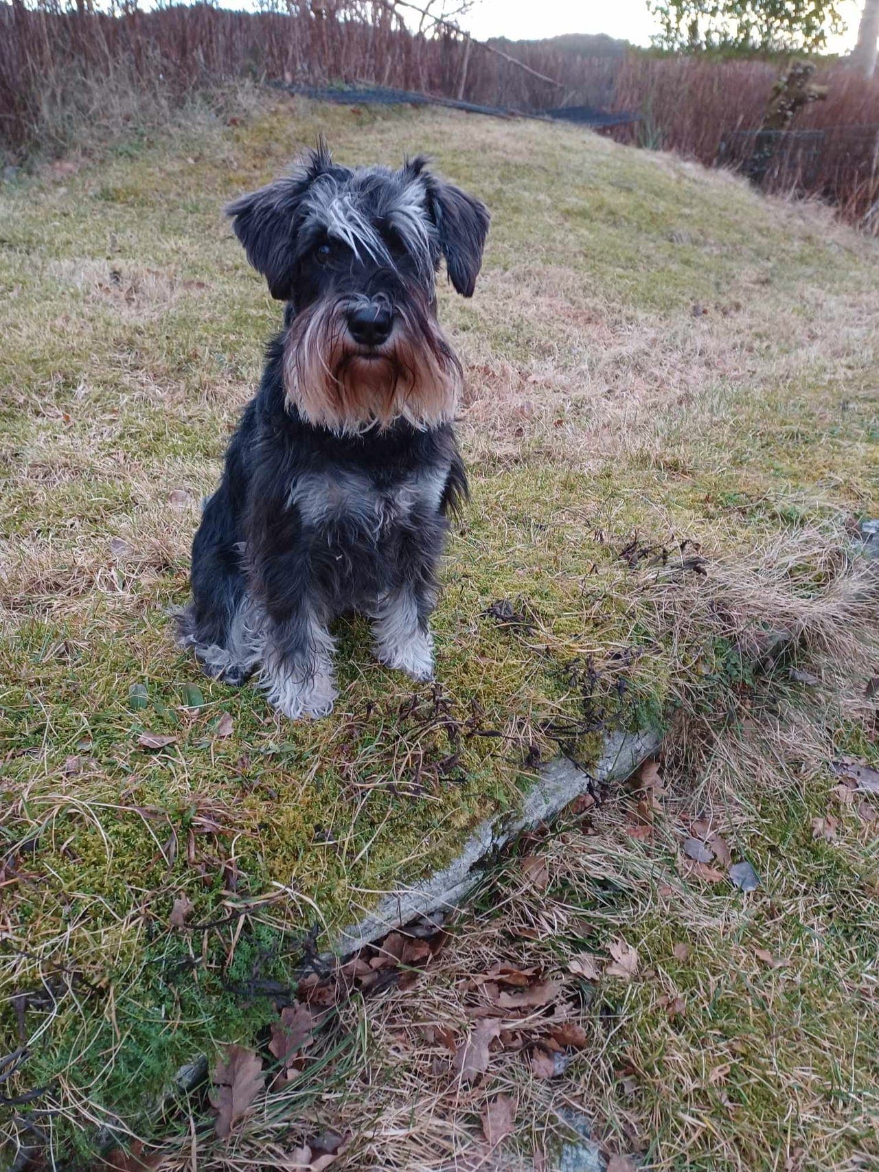 Dvergschnauzervalper sort/silver