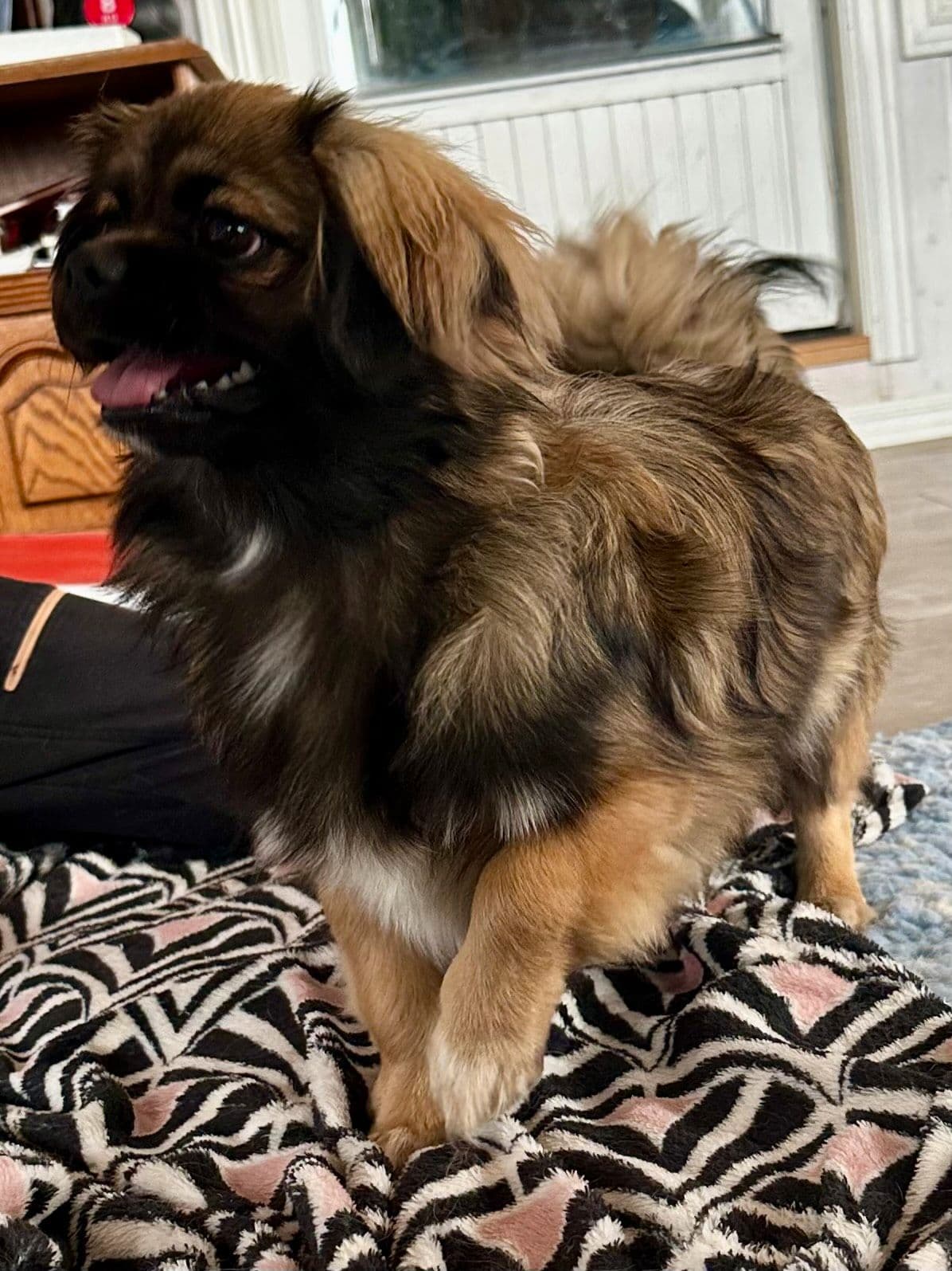 Tibetansk spaniel valp, NKKregistrert