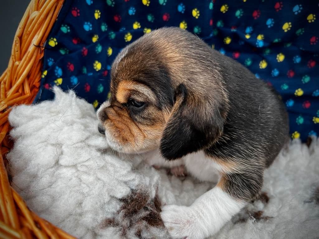 Beagle valper!