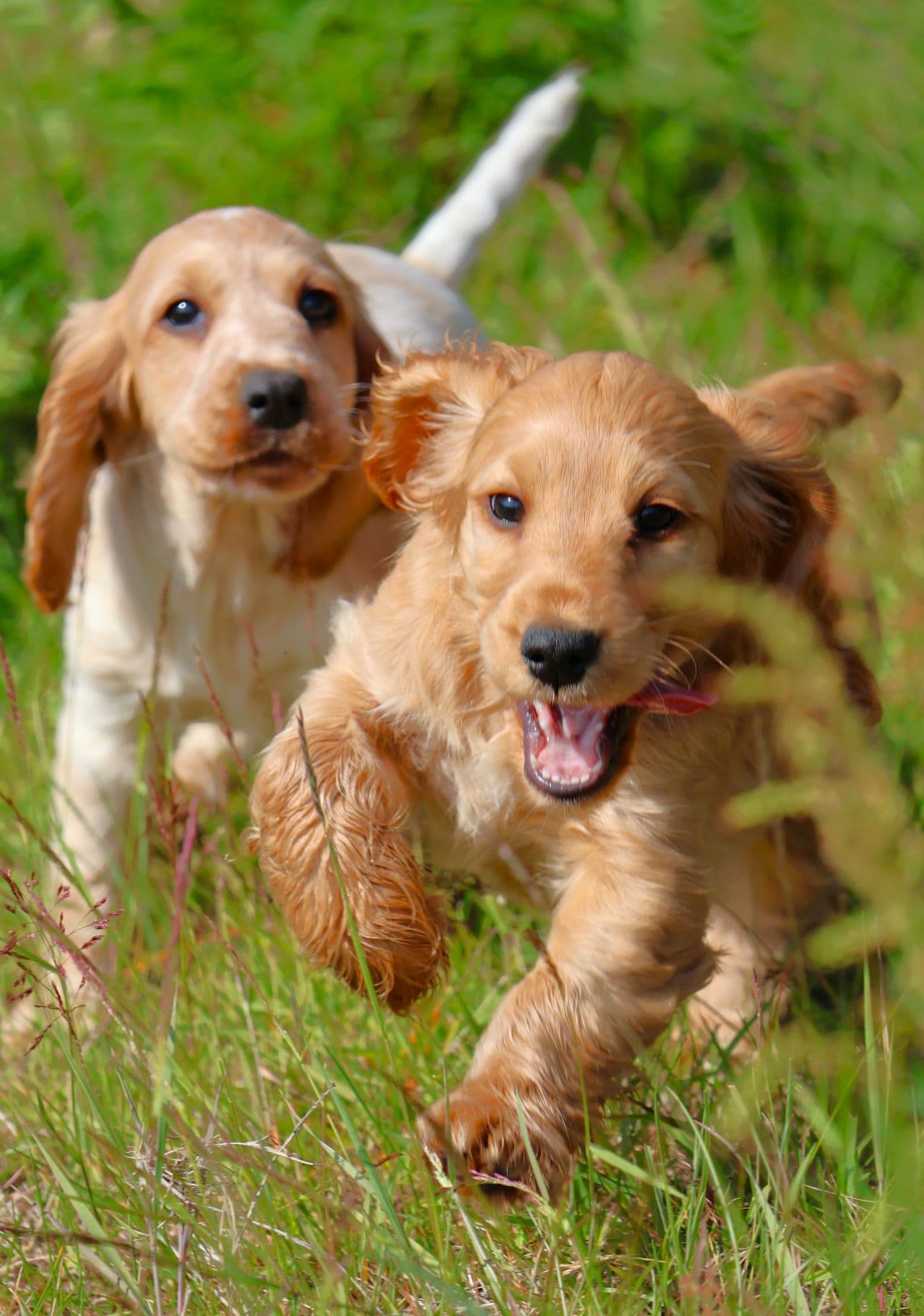 Cocker Spaniel forvert