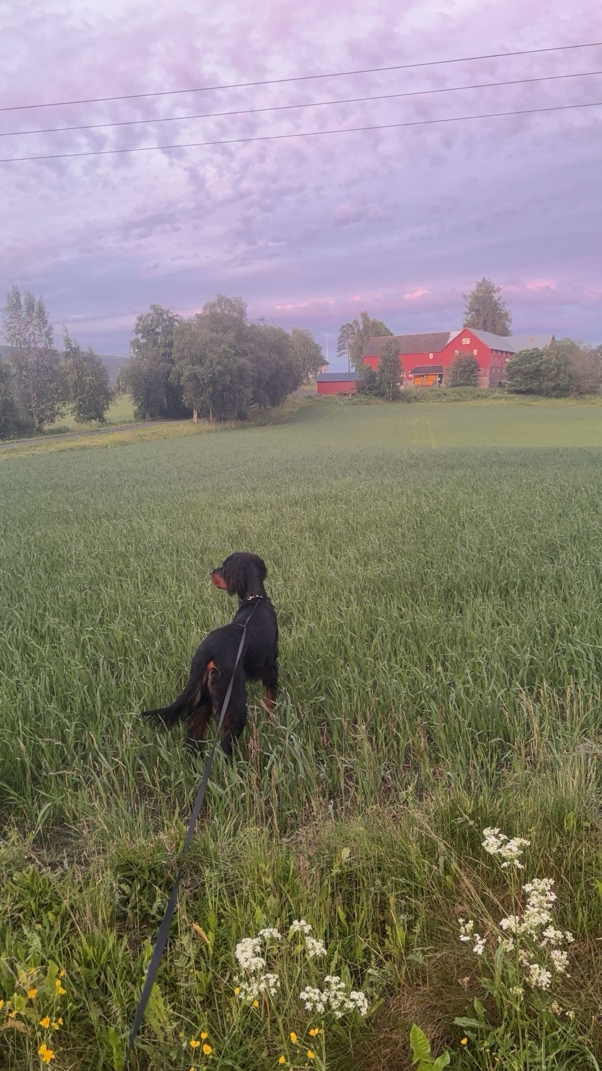 Gordon setter søker nytt hjem