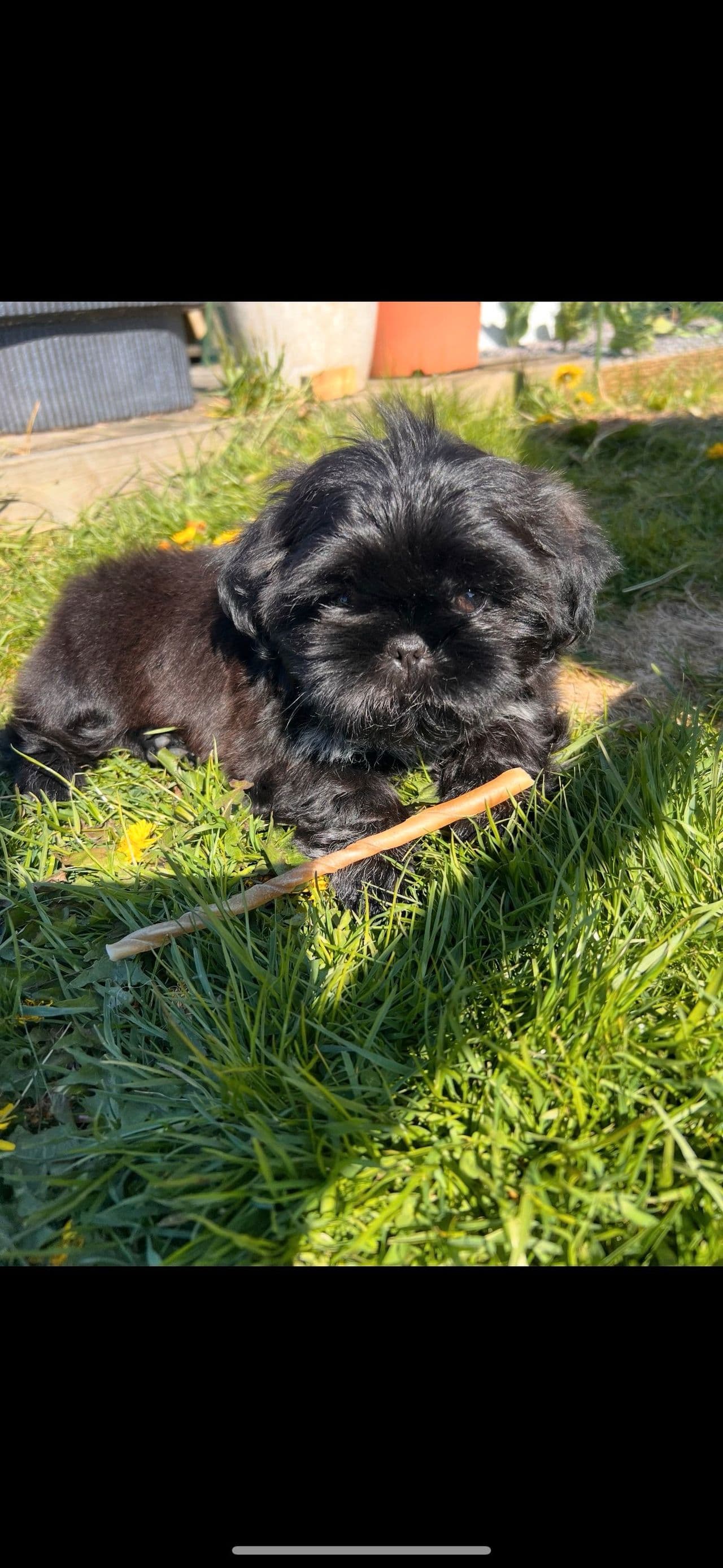 Koselig og aktiv shih tzu valp søker nytt hjem alt utstyr inkludert