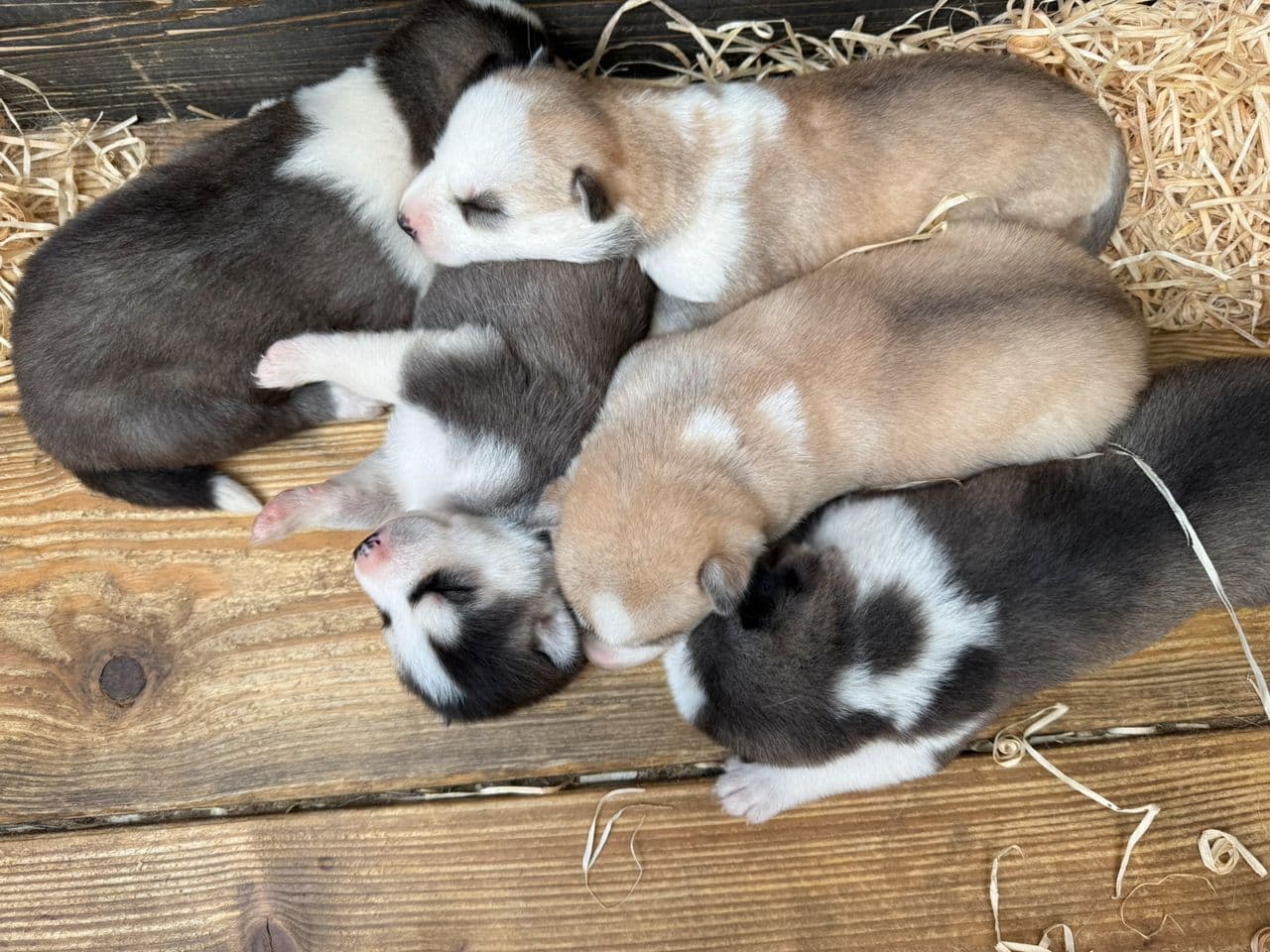 Siberian Husky valper selges