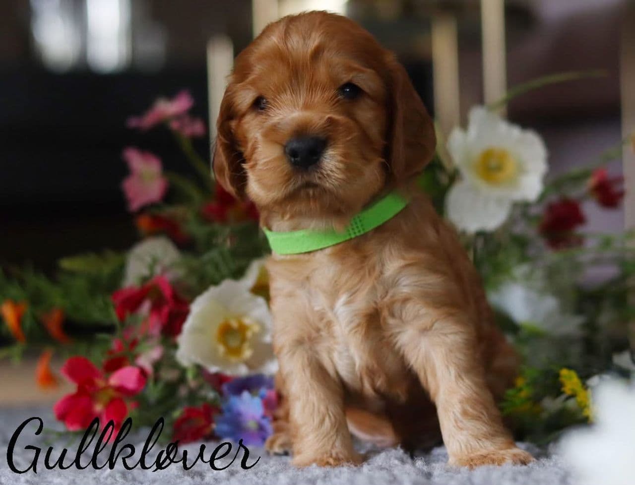 1 Cocker spaniel valp til salgs
