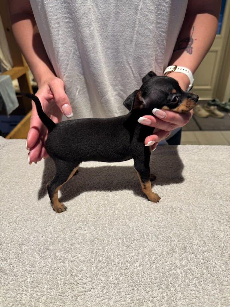 Miniatyr hund - Prazsky Krysarik - tsjekkisk rottehund