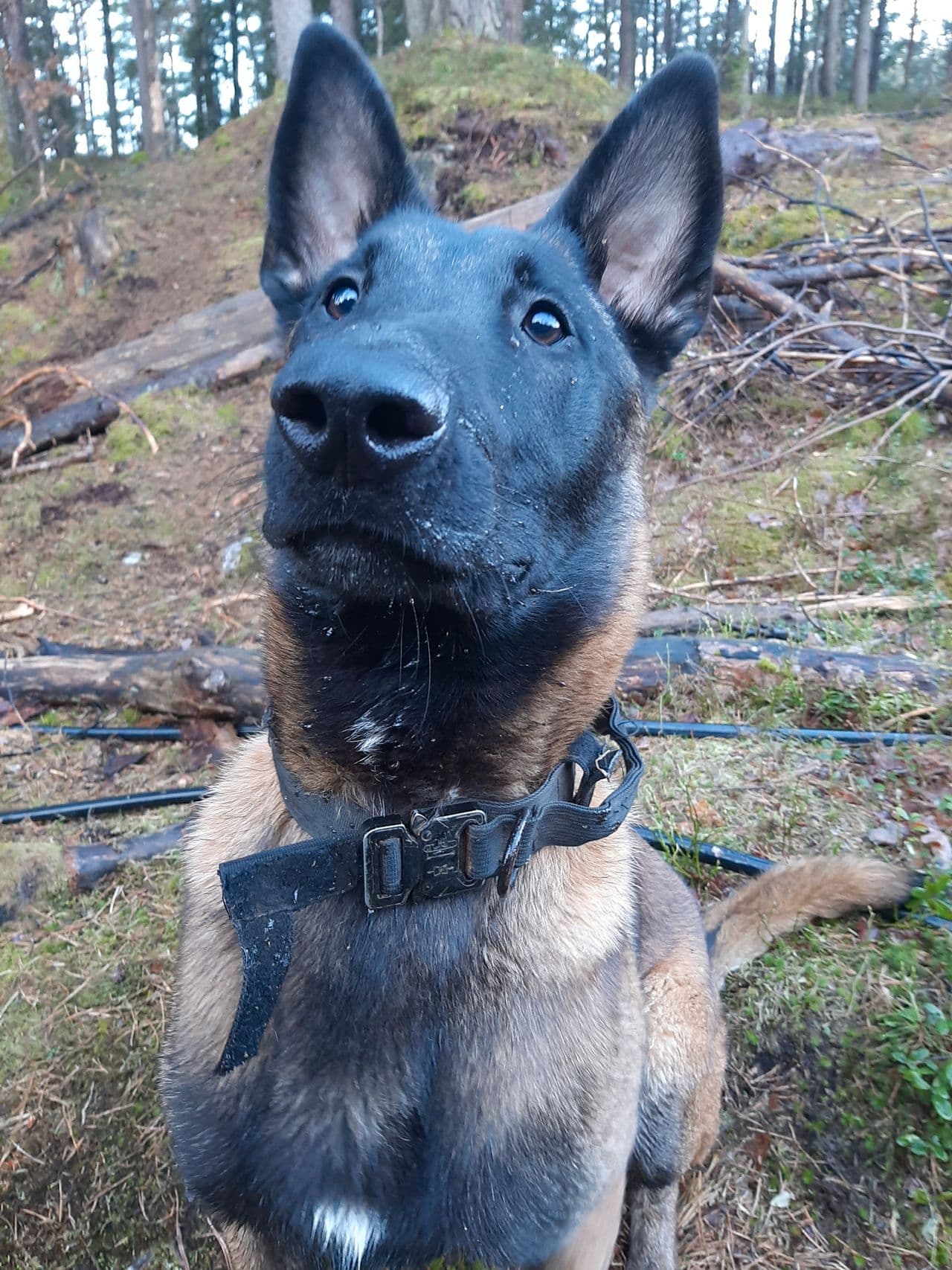 Malinois valp,