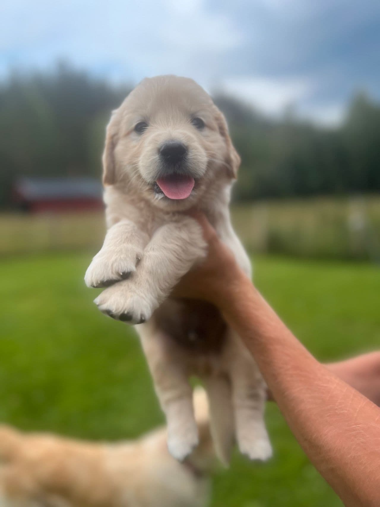 Golden retriever