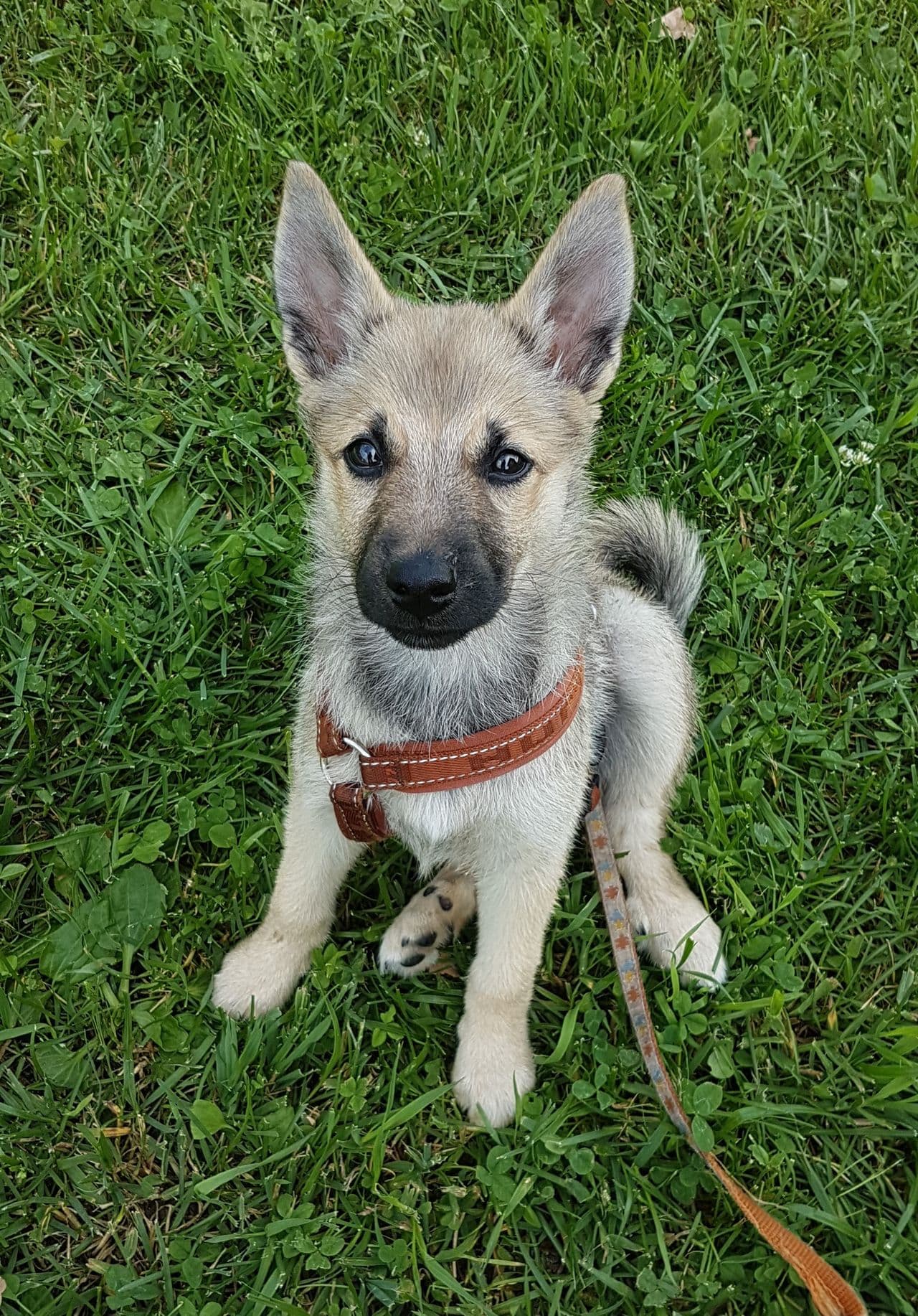 Norsk buhund valp, trygg og sosial, bevaringsverdig rase