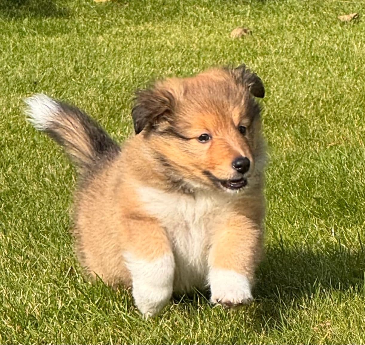 Herlig Shetland Sheepdog valp