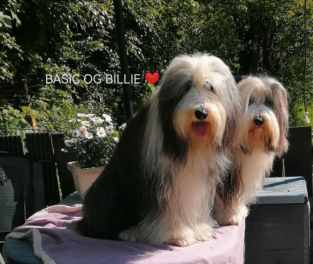 BEARDED COLLIE VALPER