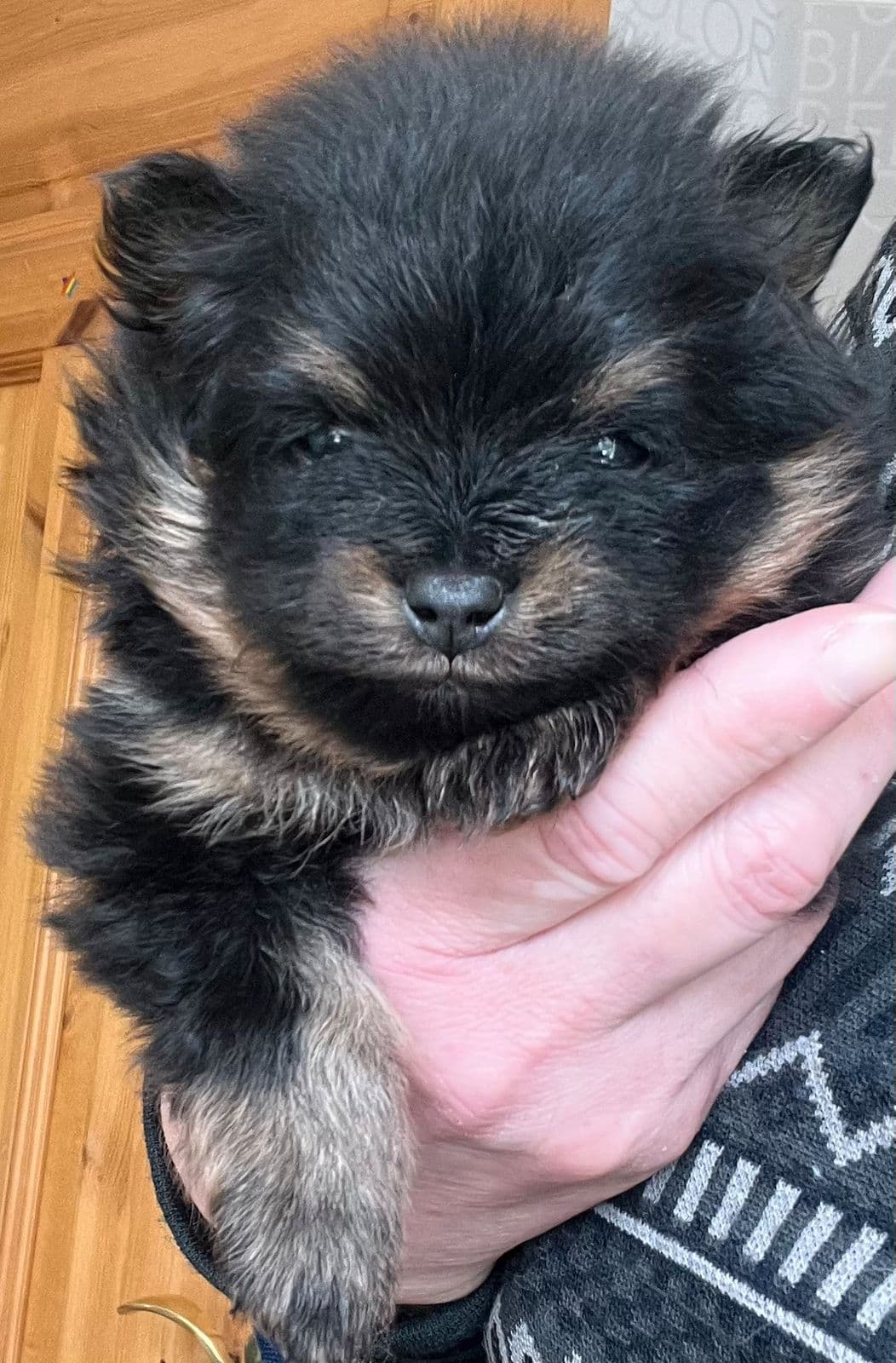 🩷Renraset pomeranian tispe🩷NKK Stamtavle🩷