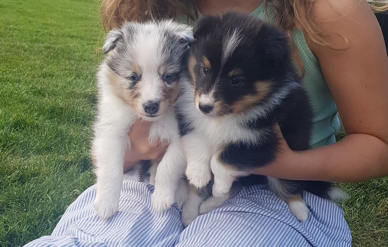 Shetland sheepdog valper