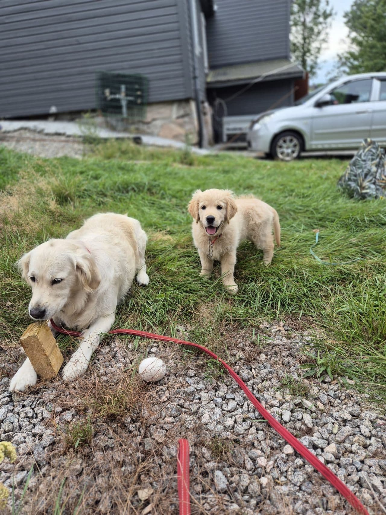 Nydelig  Lyse Gylden Golden Retriever valp - 1 tisp🌺reg.Nkk.  Leveringsklare