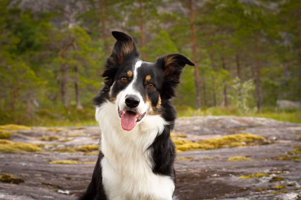 Border Collie tispe søker erfaren eier som ønsker en utfordring