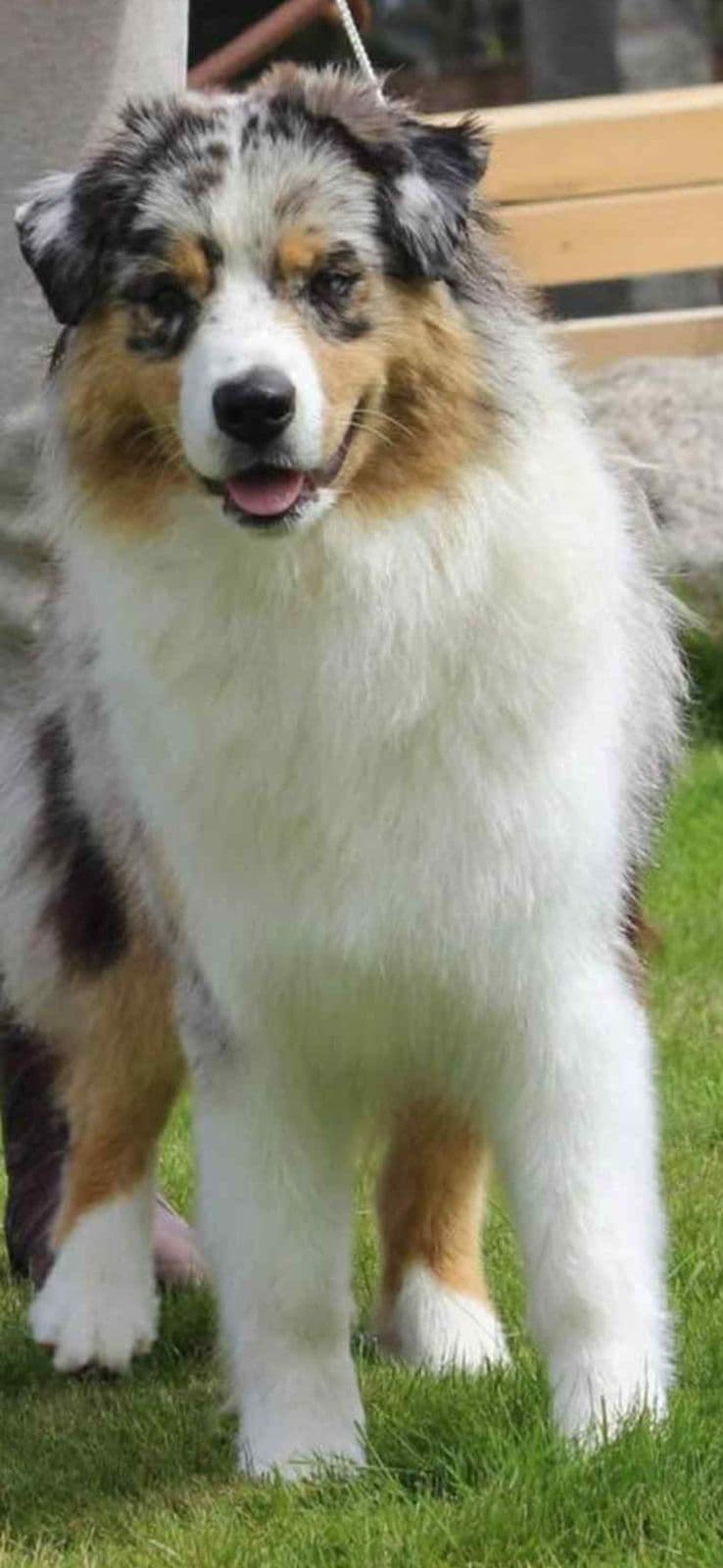 Australian Shepherd Valper Ventes!