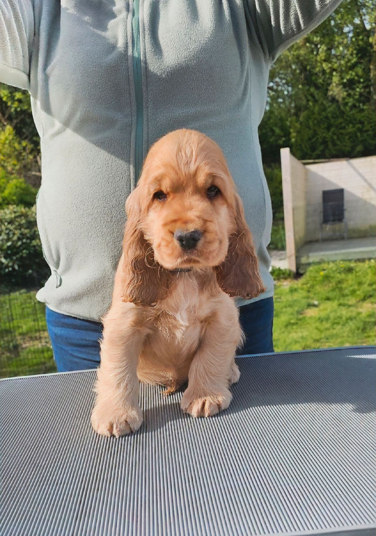1 Rød Cocker Spaniel hann valp ledig.