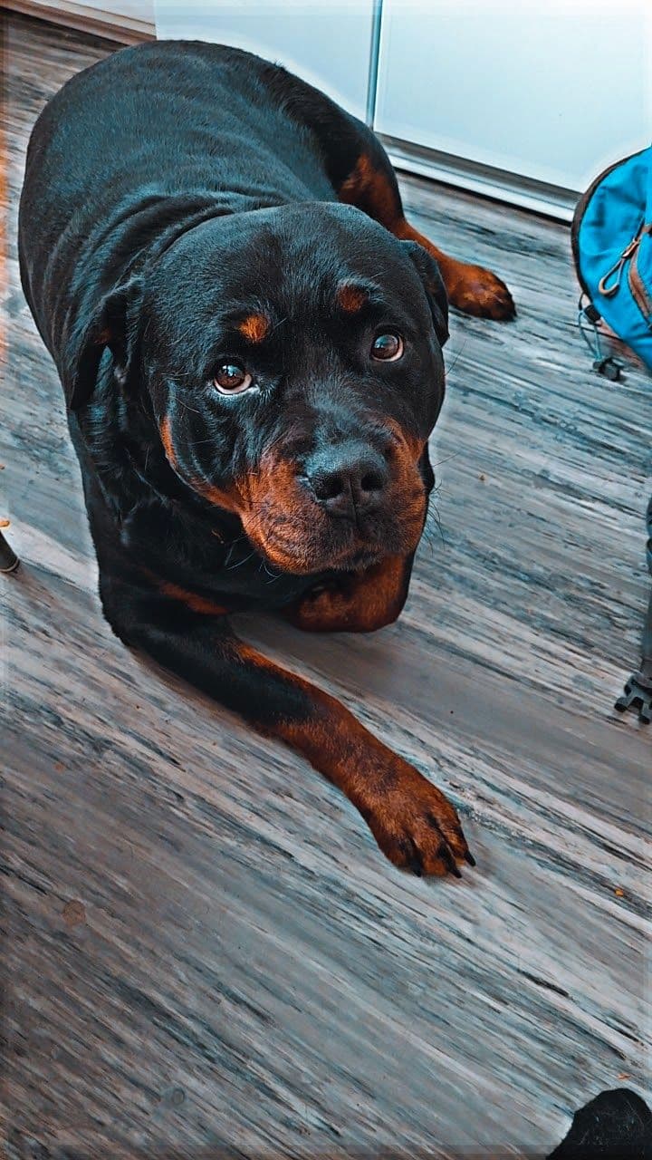 Rottweiler valper ventes