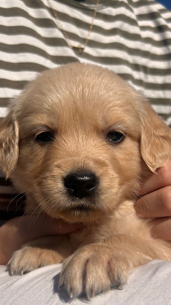 Golden Retriever valper Leveringsklare 6/9